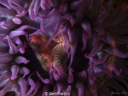 Purple Anemone - Hermanus RSA by Gemma Dry 